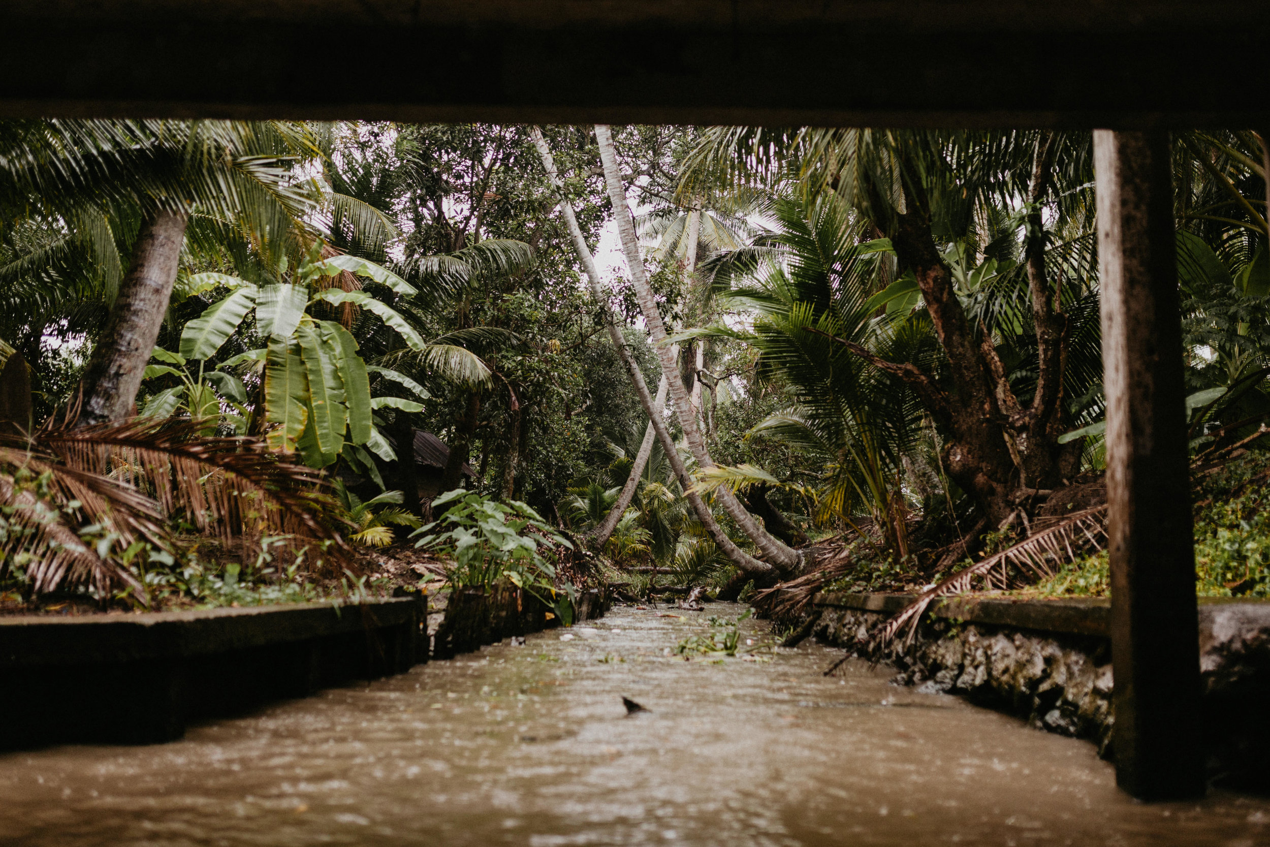 Jungle surrounding the canals.jpg