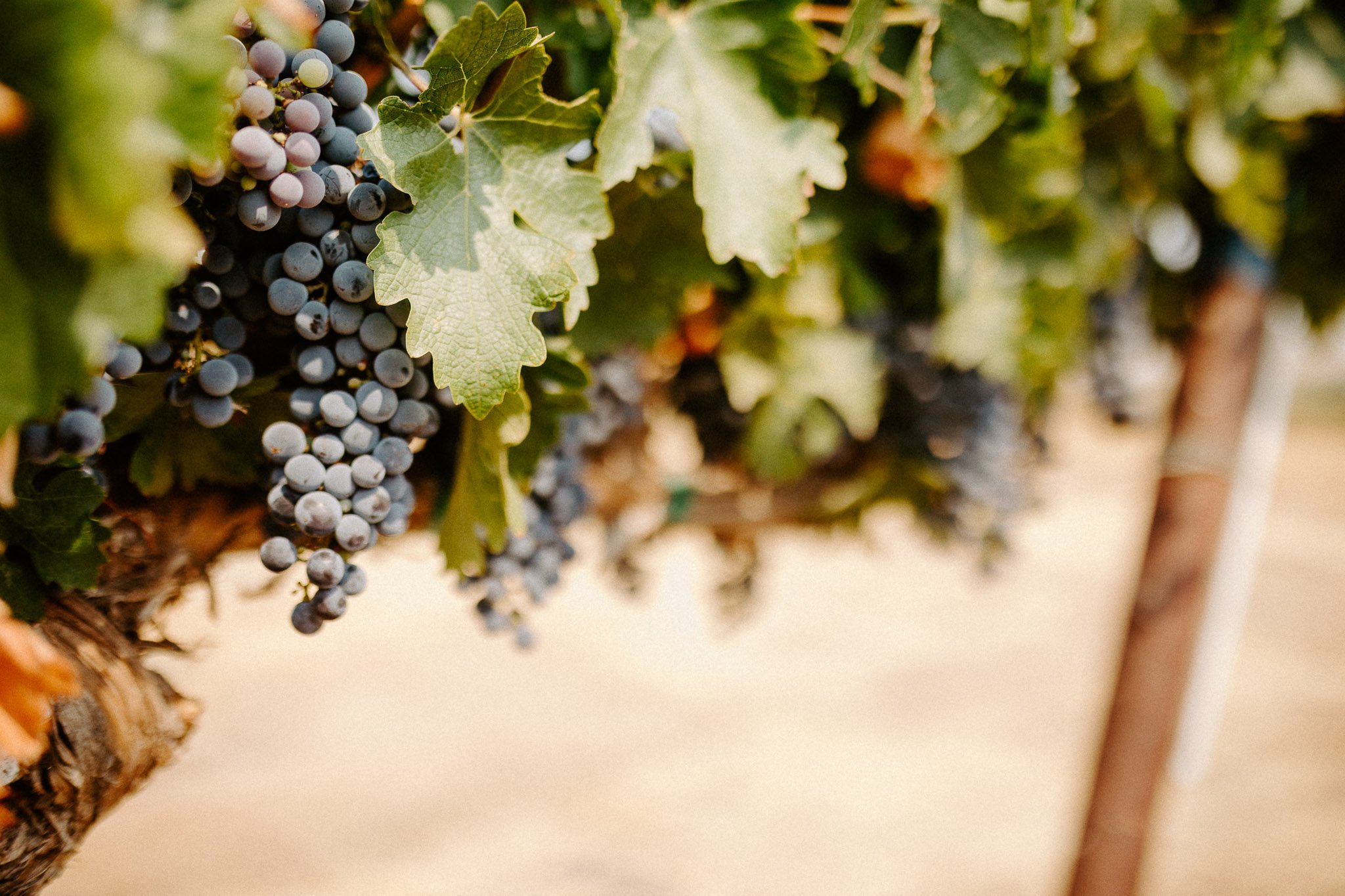 murrietas-well-vineyard-grapes.jpg