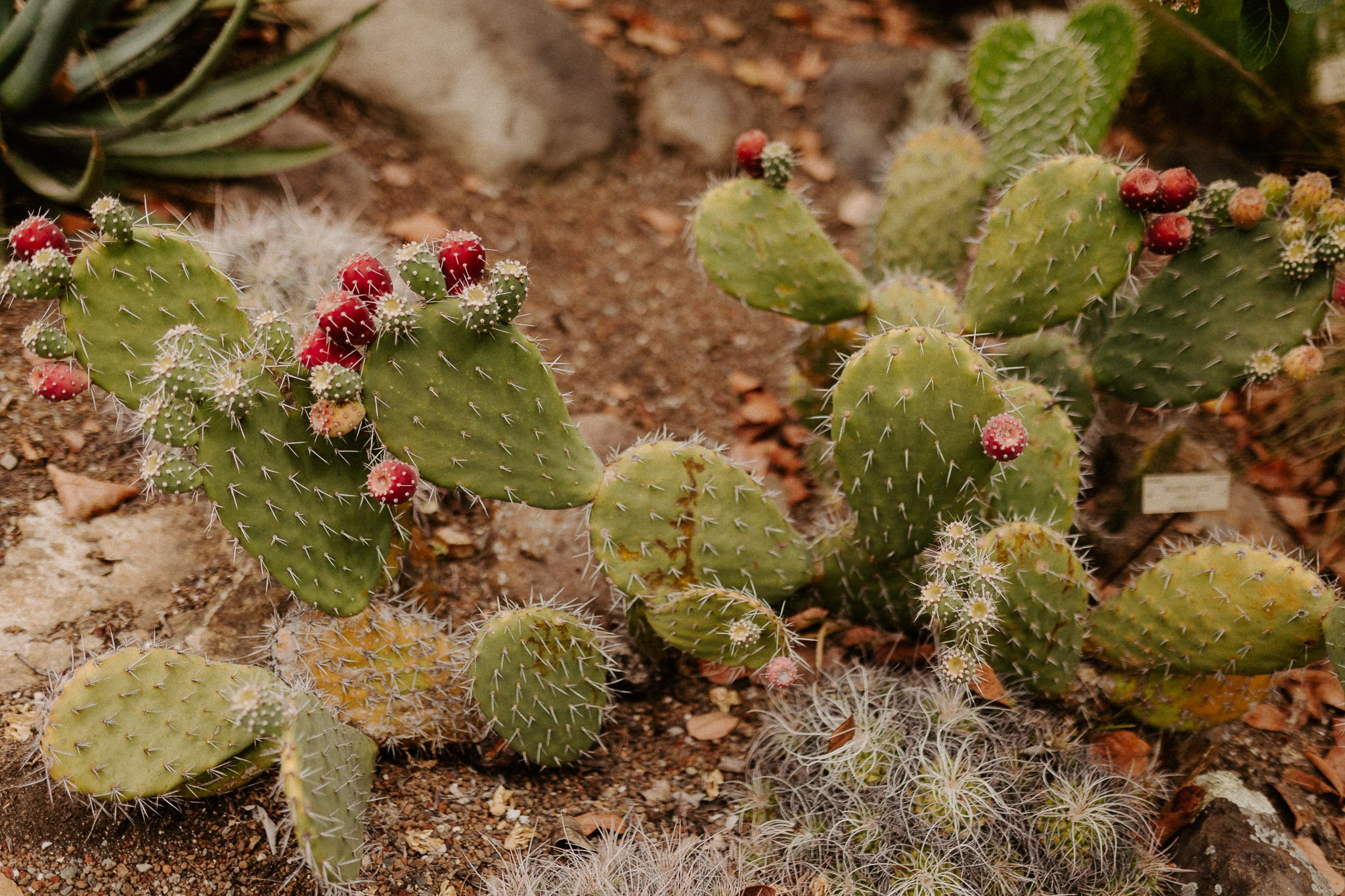 UC-Botanical-Garden-Berkeley-cactus2.jpg
