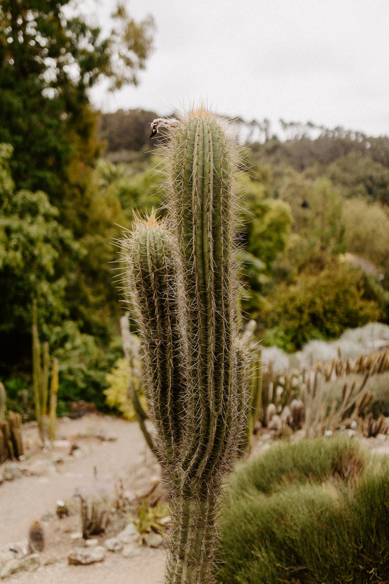 UC-Botanical-Garden-Berkeley-cactus.jpg