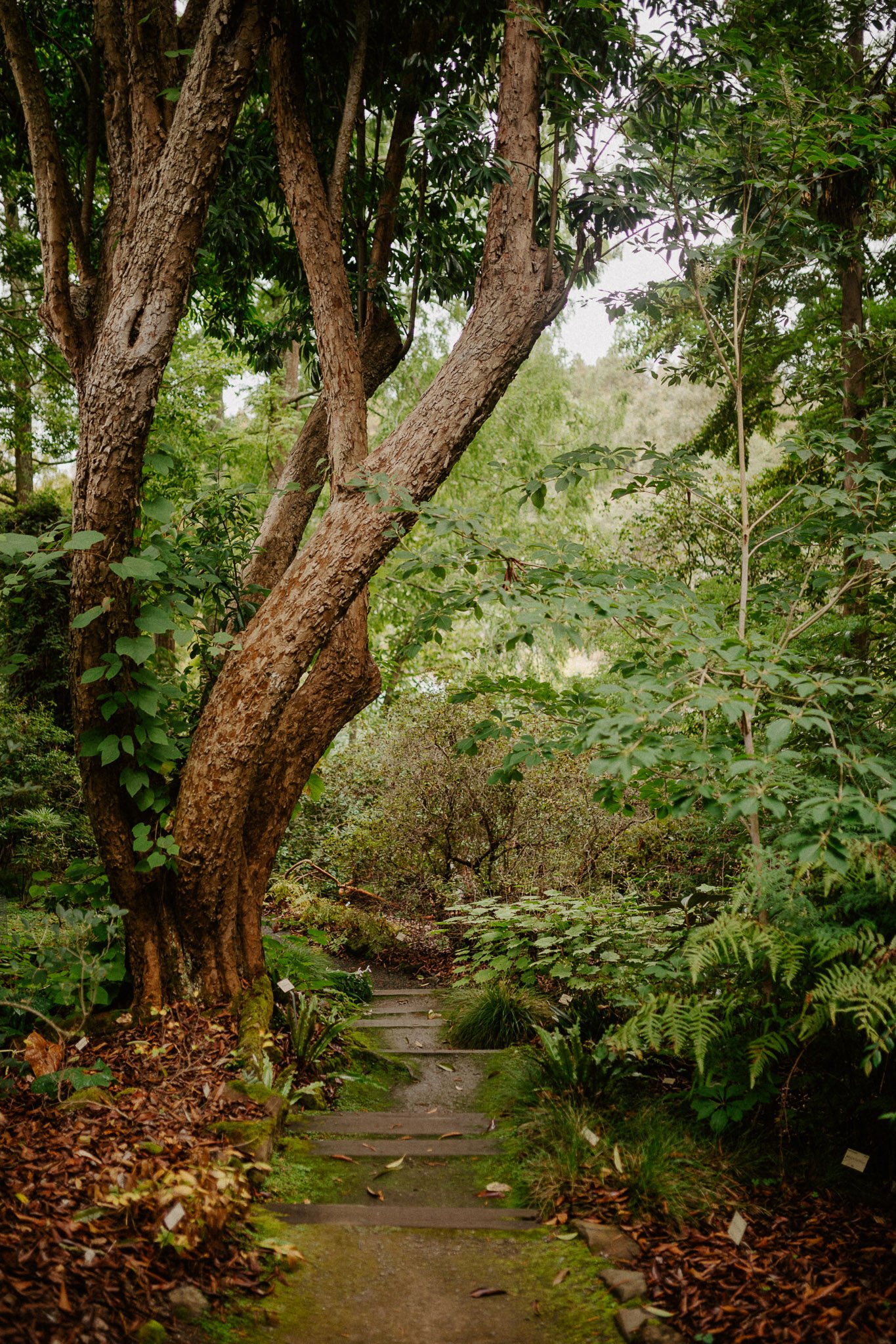 UC-Botanical-Garden-Berkeley4.jpg