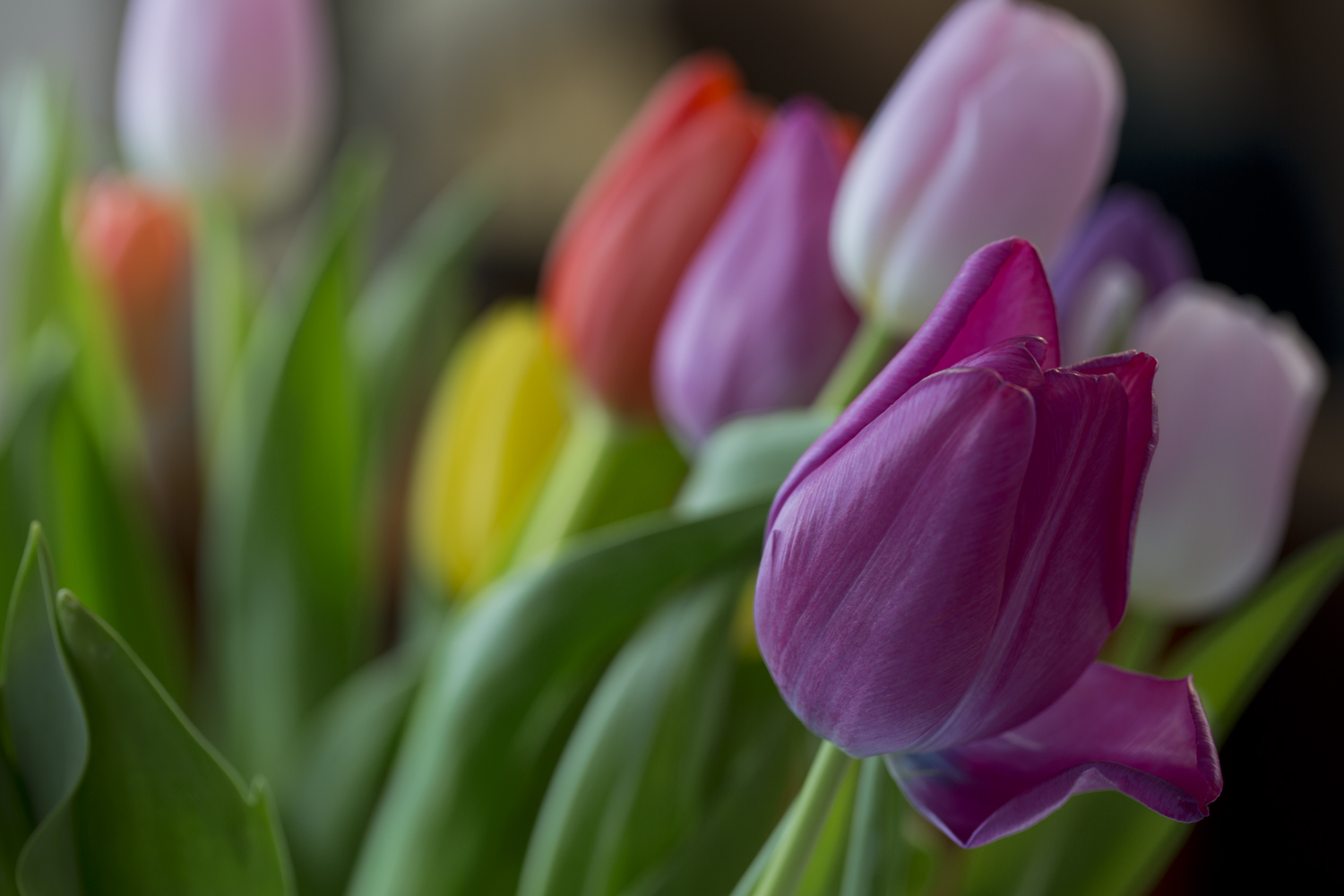 amys_many_colored_tulips_03-01-16_4232.jpg