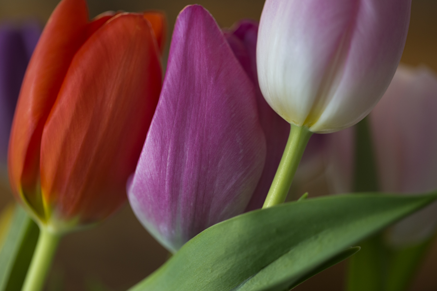 amys_many_colored_tulips_03-01-16_4250.jpg