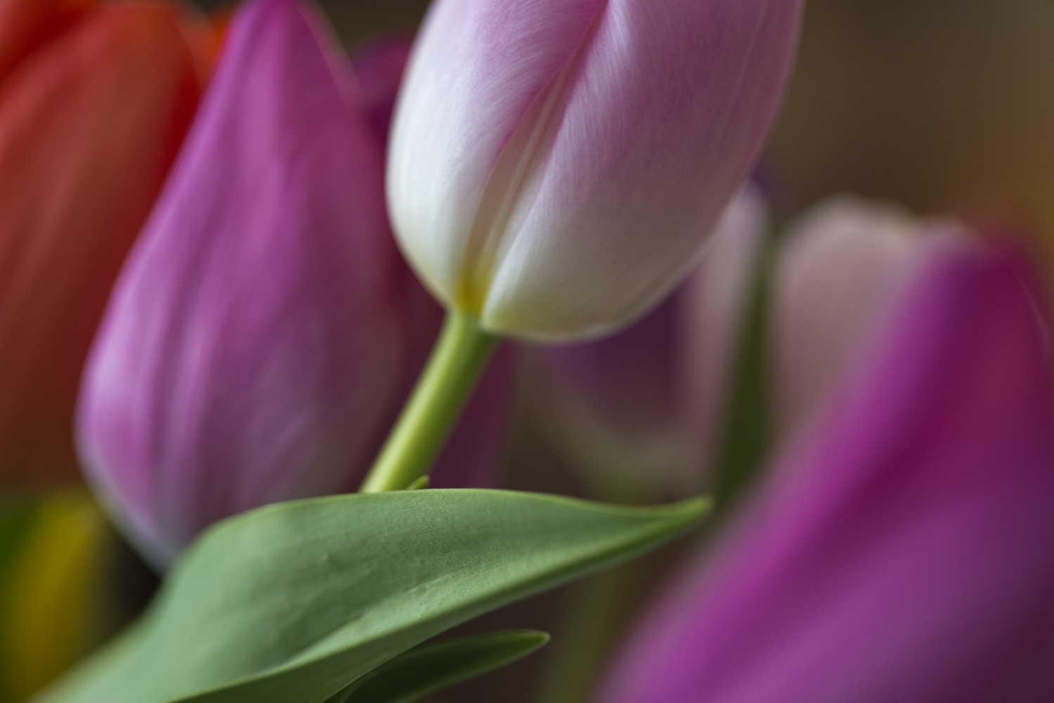 amys_many_colored_tulips_03-01-16_4247.jpg