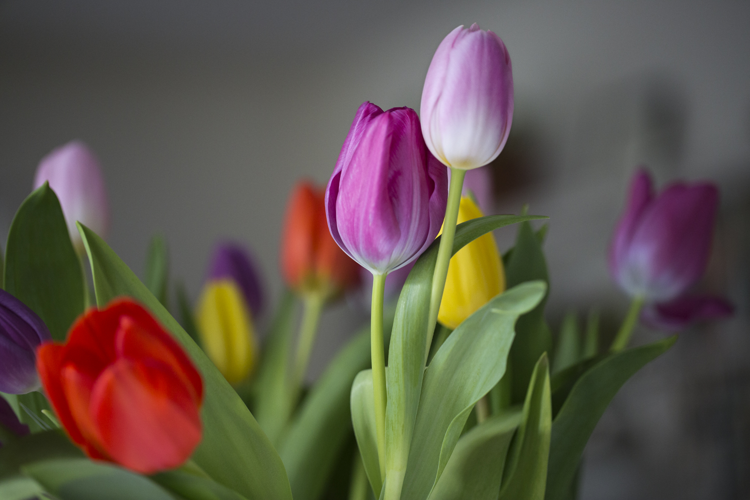 amys_many_colored_tulips_03-01-16_4261.jpg