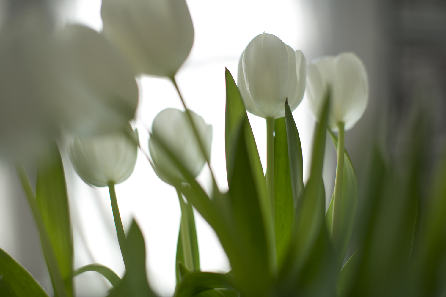 amys_white_tulips_03-21-16_9524.jpg
