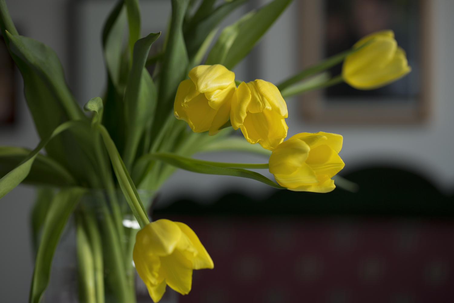 amys_yellow_tulips_02-11-16_4075.jpg
