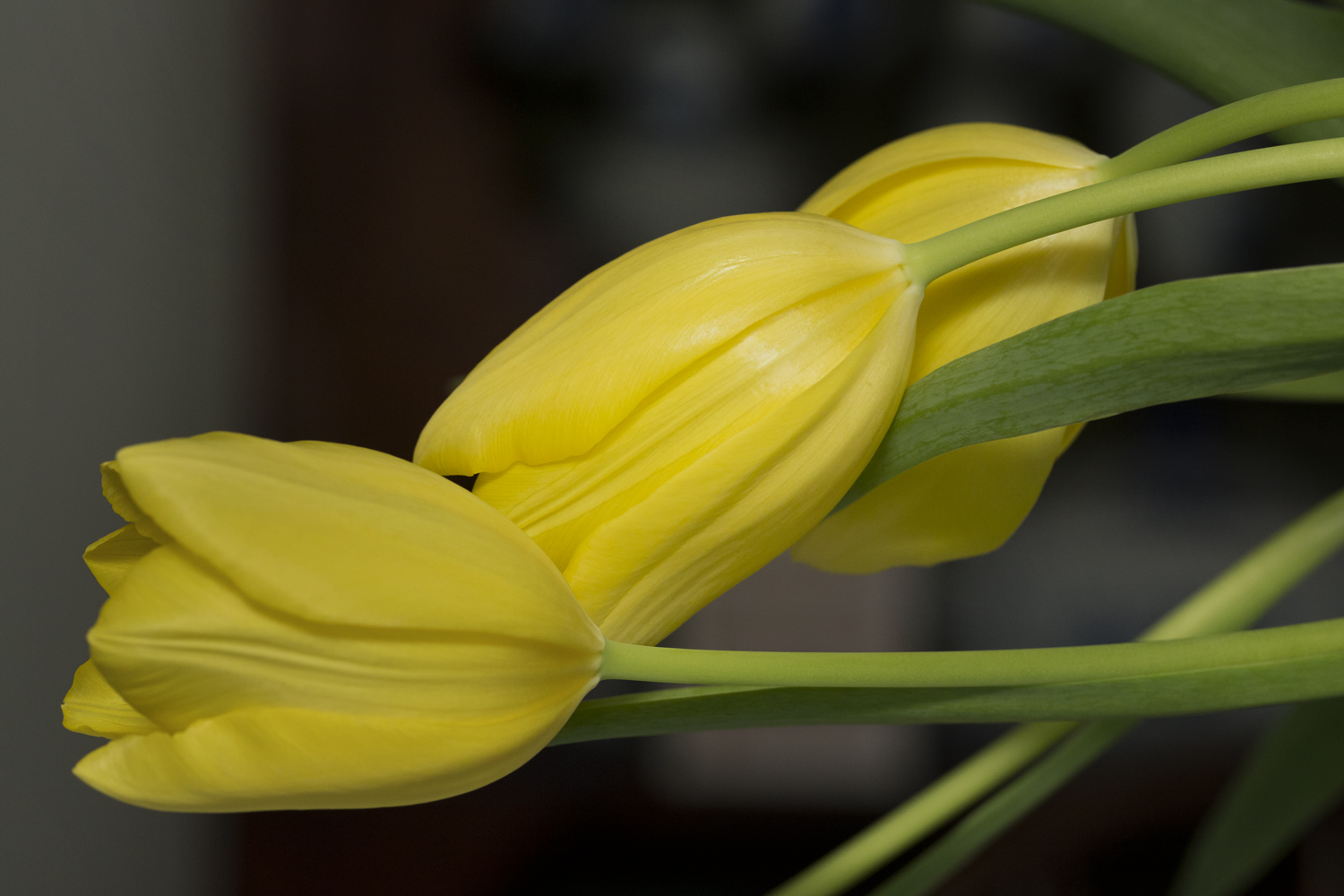 amys_yellow_tulips_02-11-16_4099.jpg
