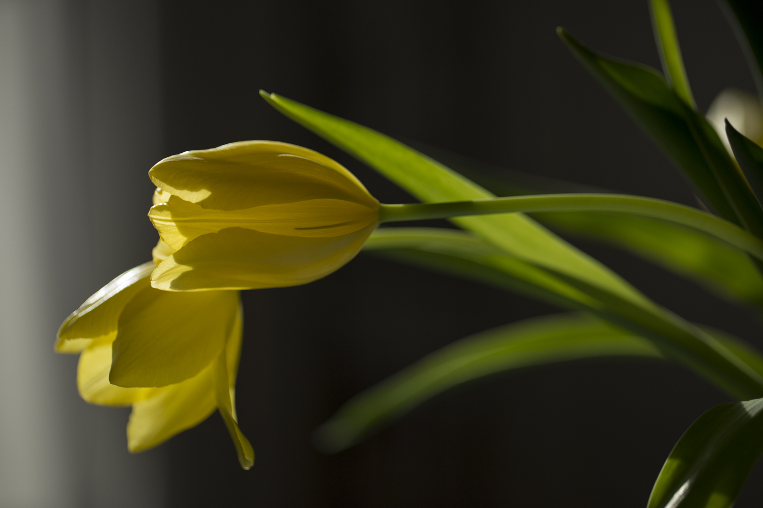 amys_yellow_tulips_02-11-16_4159.jpg