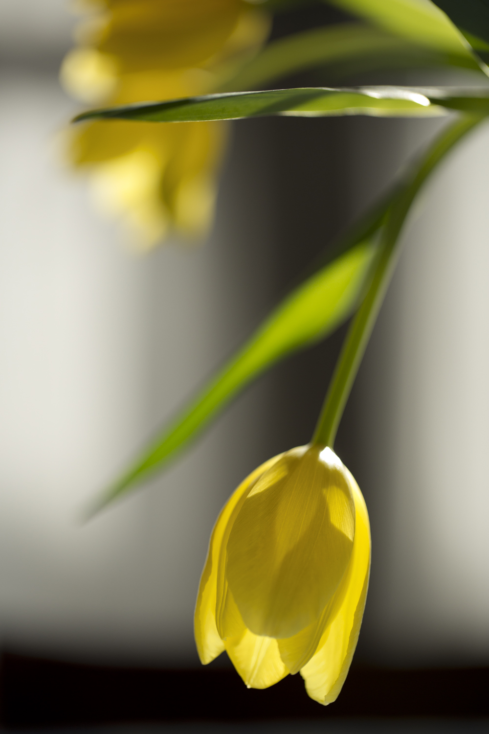 amys_yellow_tulips_02-11-16_4164.jpg