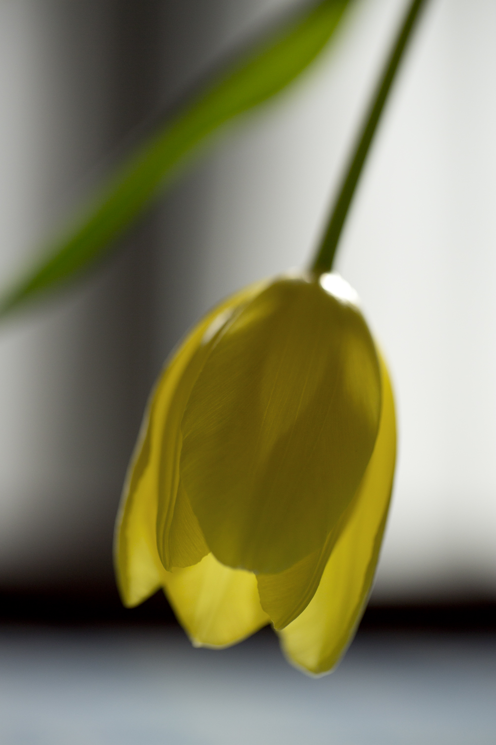 amys_yellow_tulips_02-11-16_4166.jpg