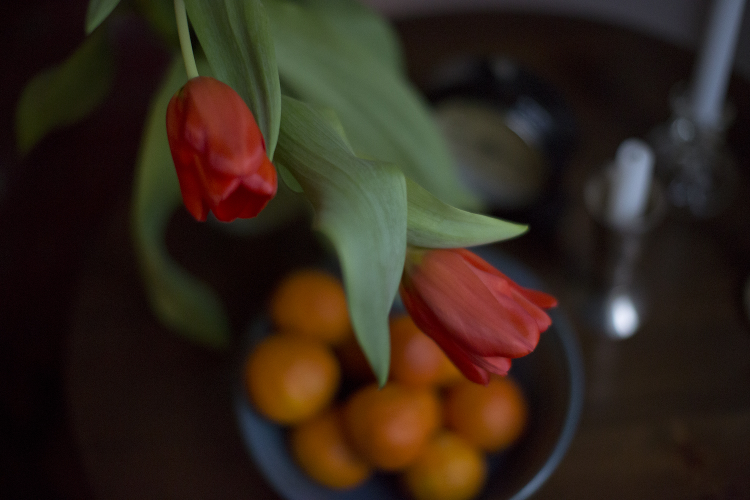 tulips_from_a_friend_3917.jpg