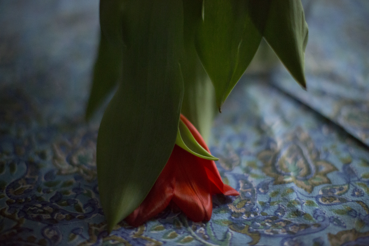 tulips_from_a_friend_4011.jpg