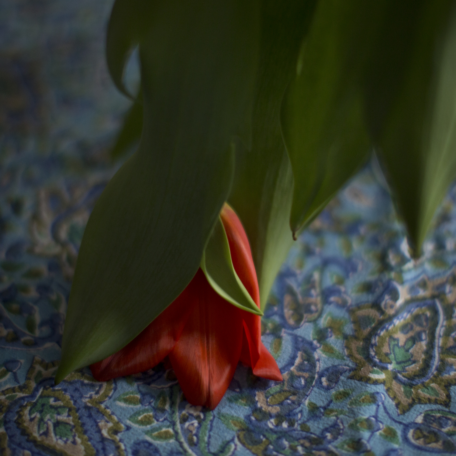 tulips_from_a_friend_4037.jpg