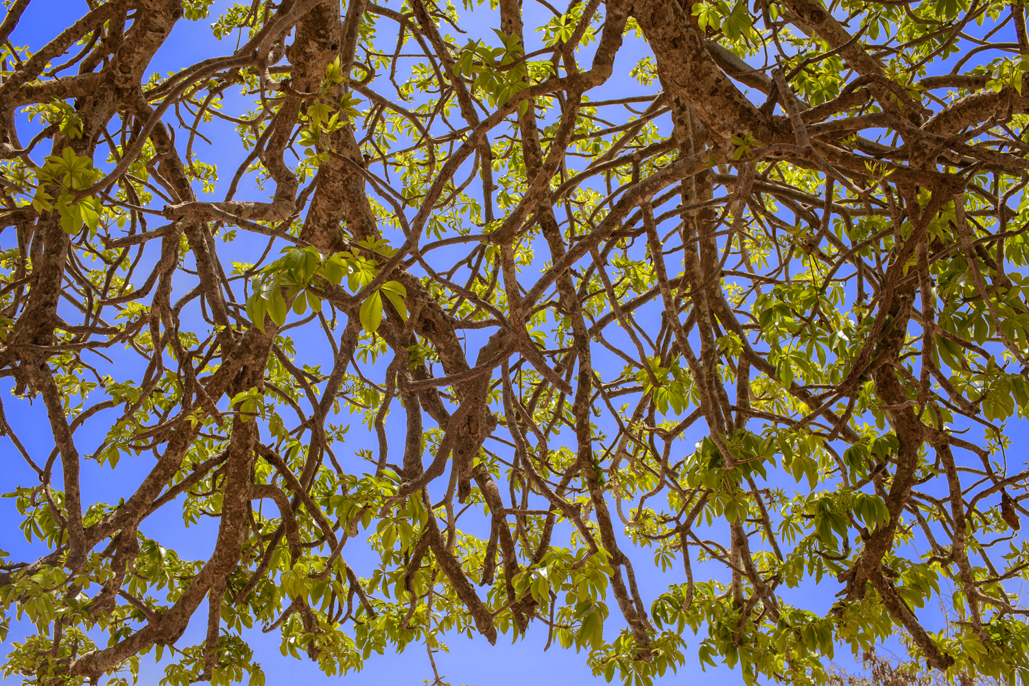 under_the Baobab_Tree_Gorée_Island_Senegal_NIK_filter_2019_3762.jpg