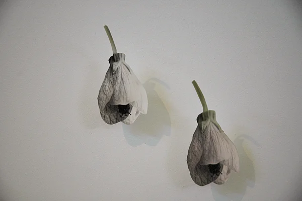 abutilon-detail.jpg