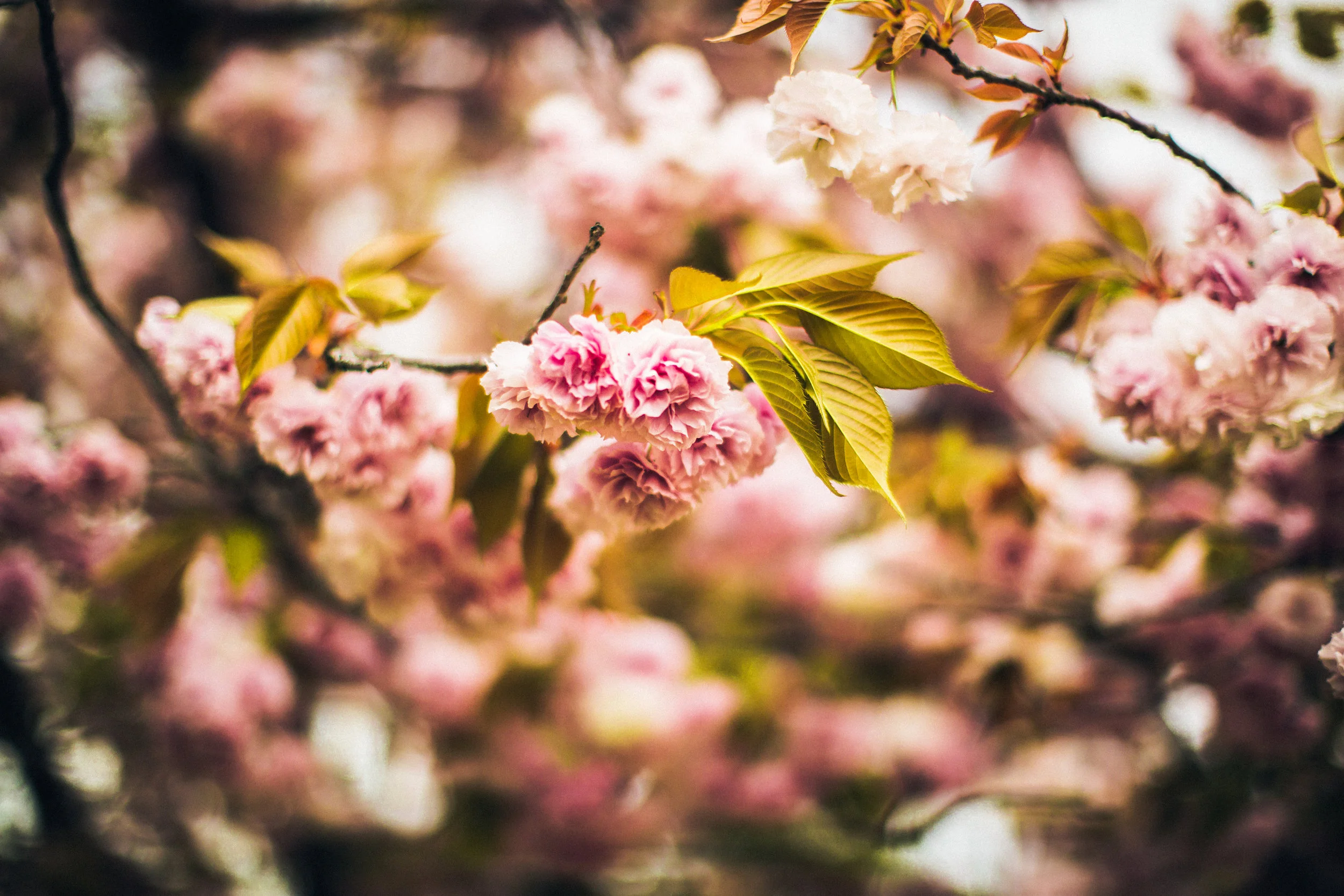 CHERRY.jpg