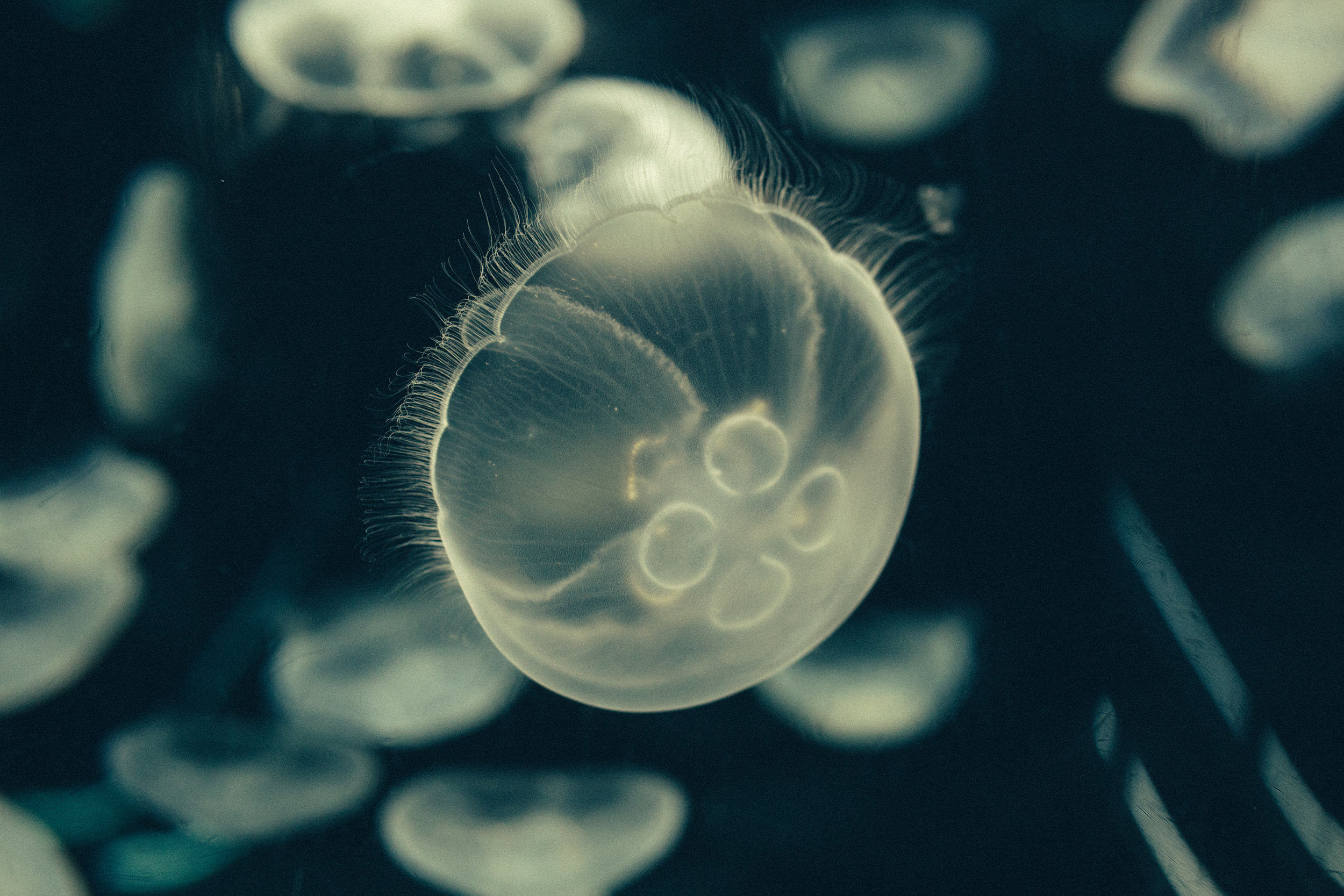 Osaka acuarium.c.jpg