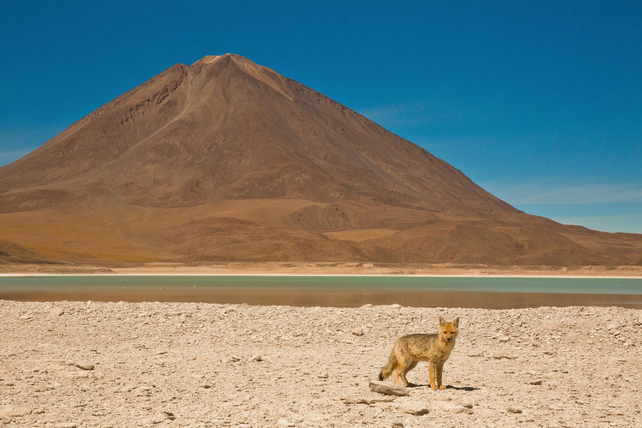 zorra boliviana.jpg