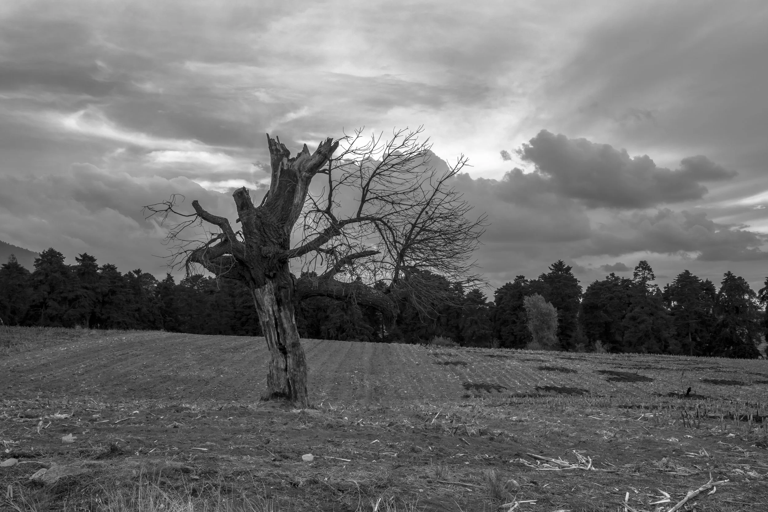 arbol.jpg