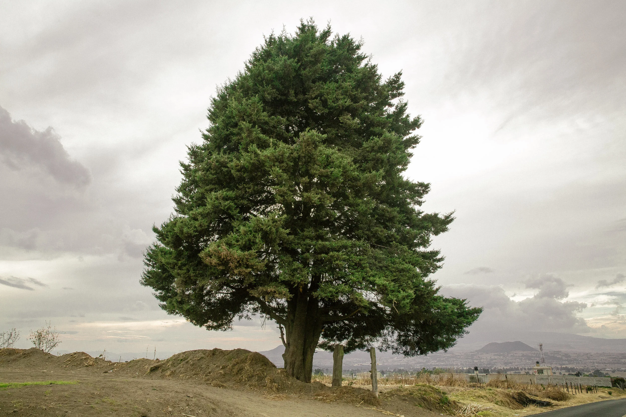 Un arbol es un ecosistema.jpg