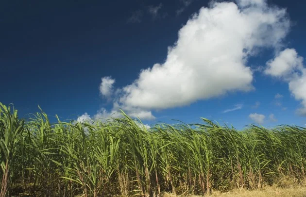 Sugar Cane Field.jpg