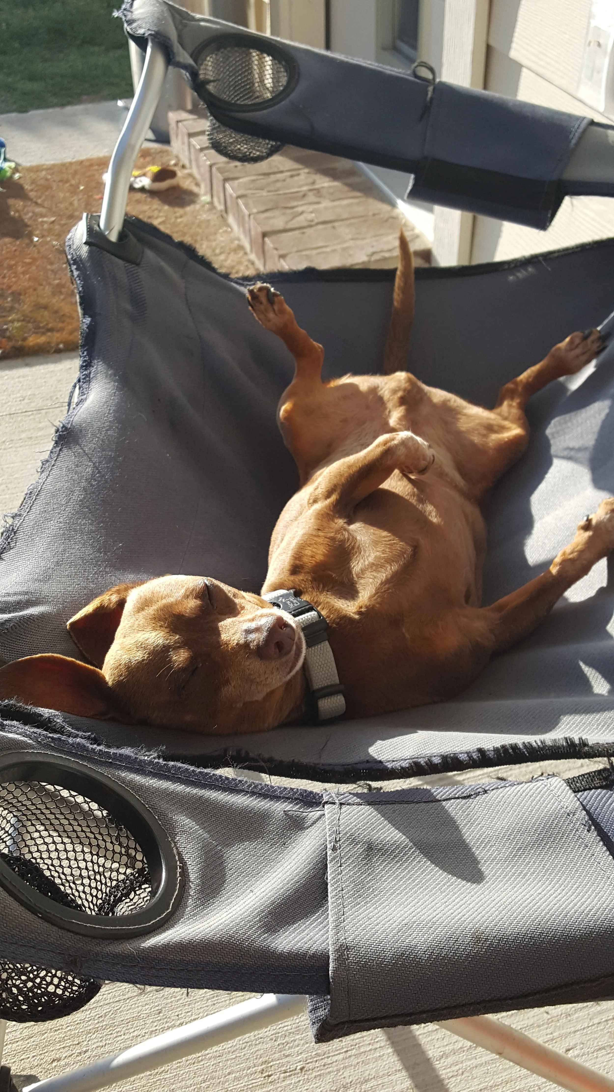 Ribbie in Chair RELAXED.jpg