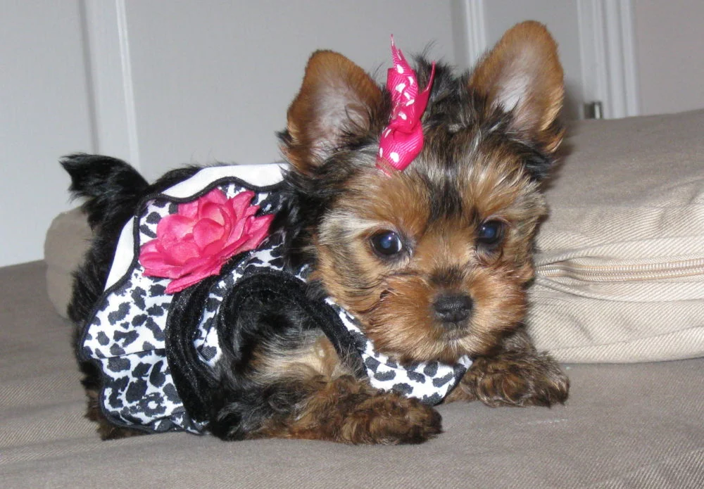 Cute-Yorkie-Dog-Breed-e1461660561506.jpg