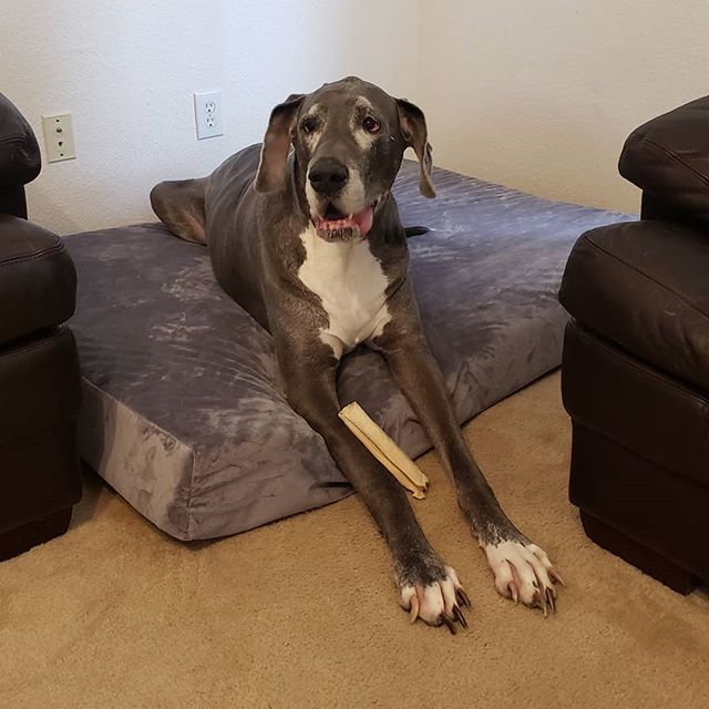 Ares, a European Great Dane on our XXL cooling gel memory foam pet mattress. Size: 55" L x 40" W x 6" H