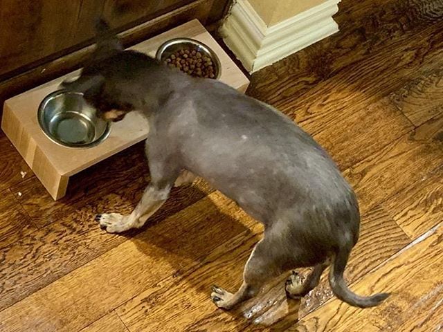 Extra Small Maple TERRA Elevated Pet Feeder!! Perfect for the petite pooch or itty bitty kitty!