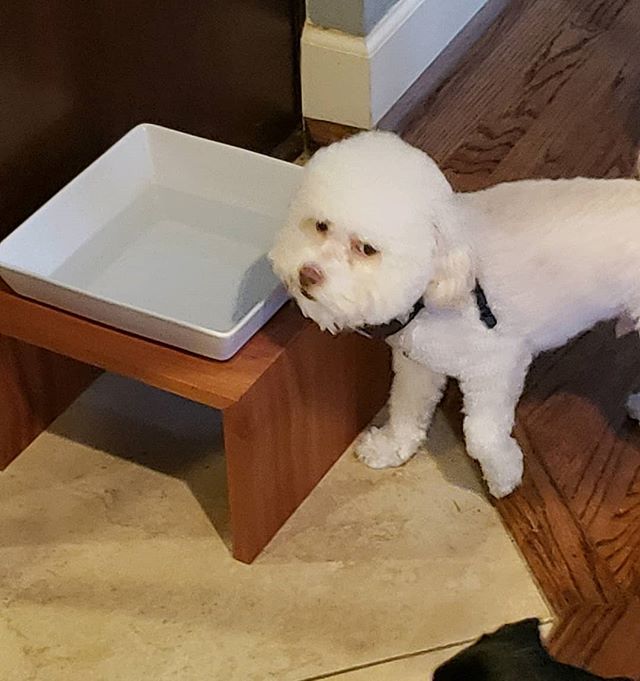 Fozzy Bear using our ORION elevated water stand.