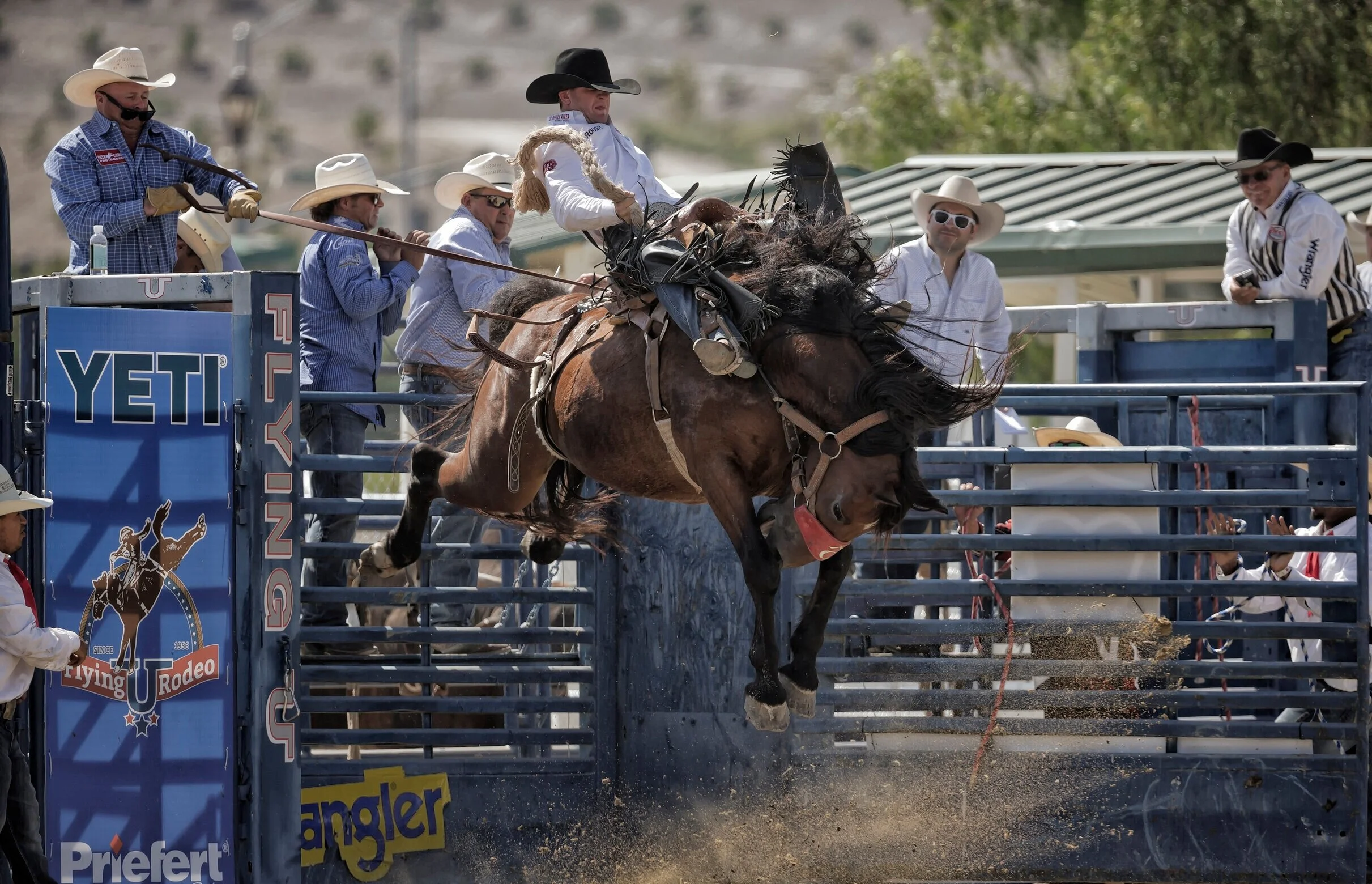 Saddle Bronc