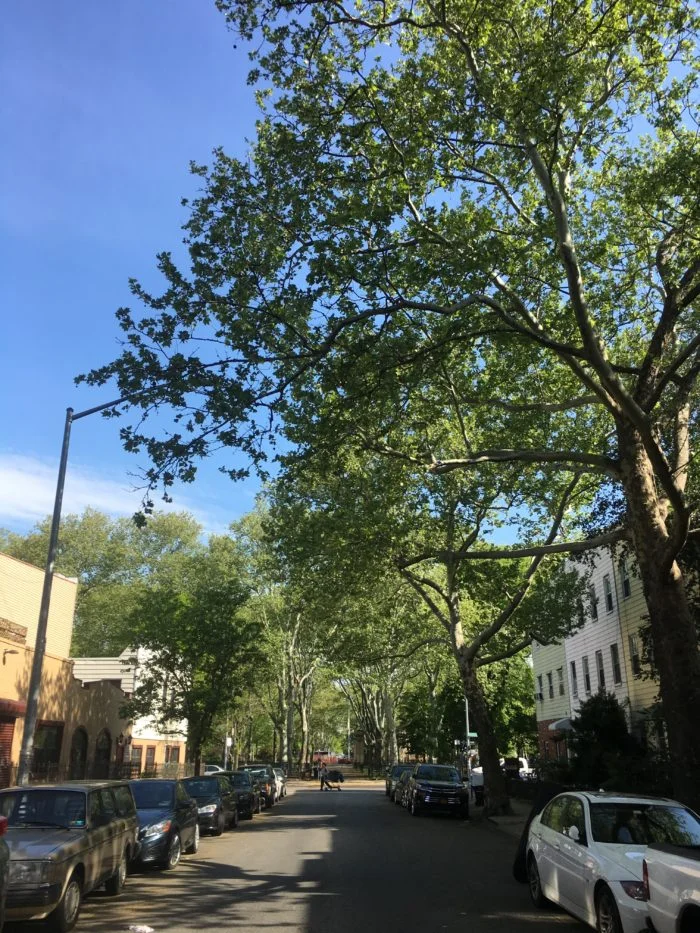 brooklyn street.jpg