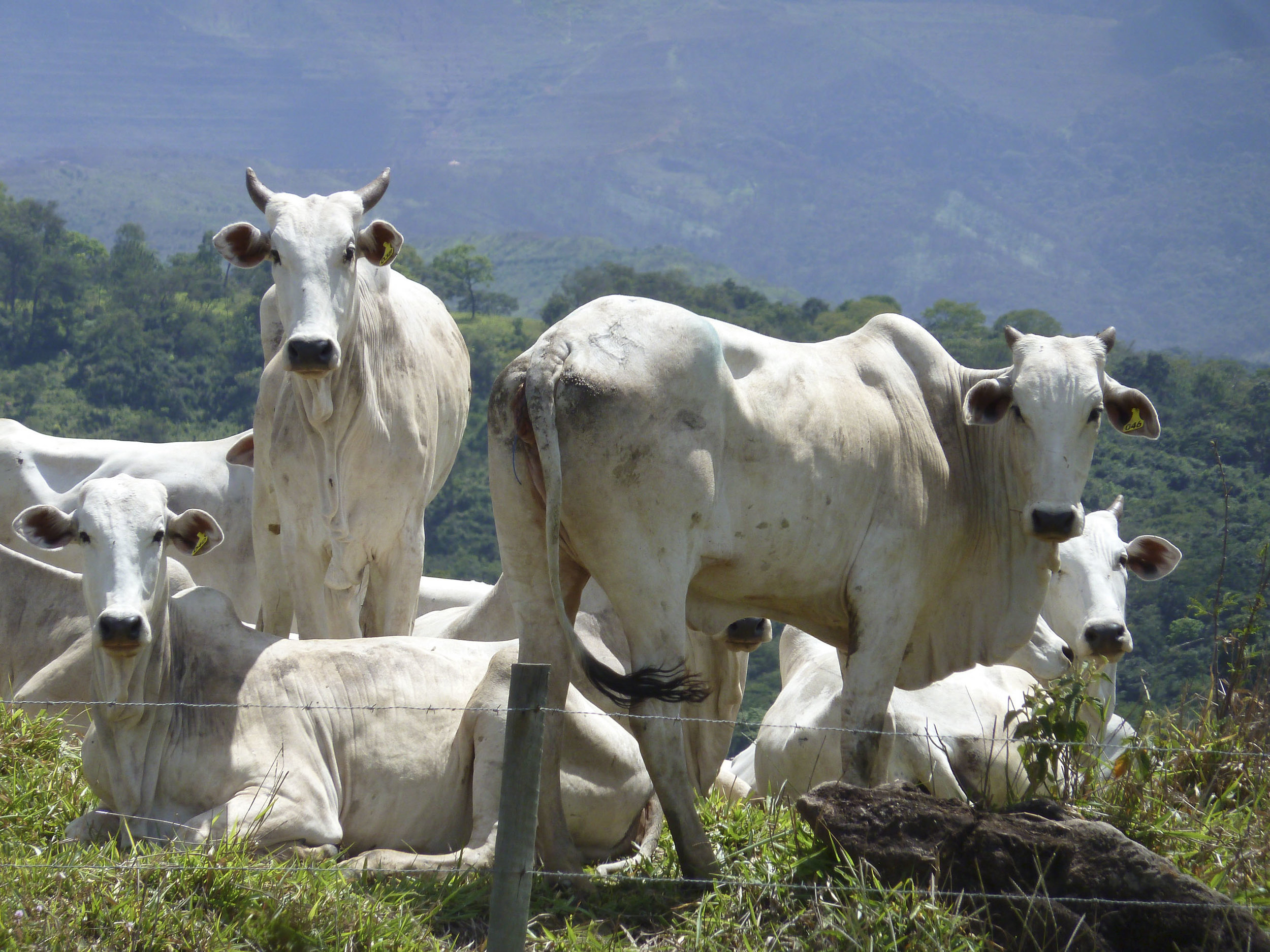Vacas.