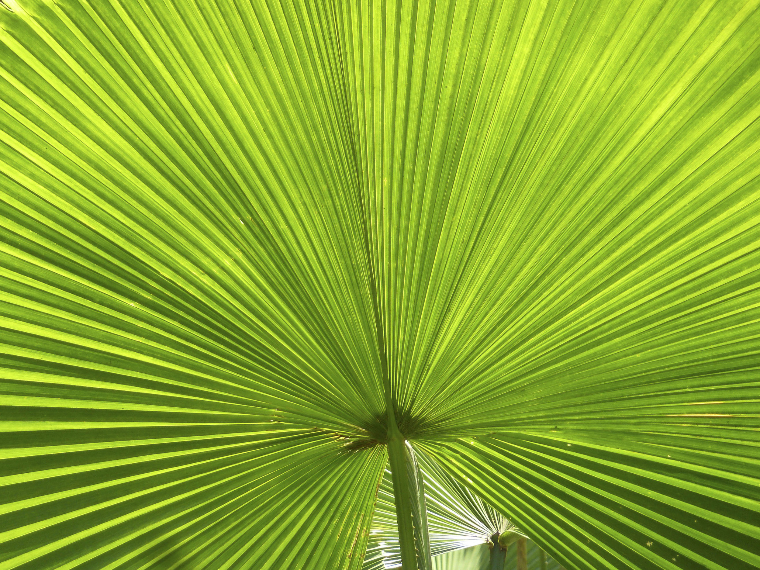 Inotim Palm Frond.