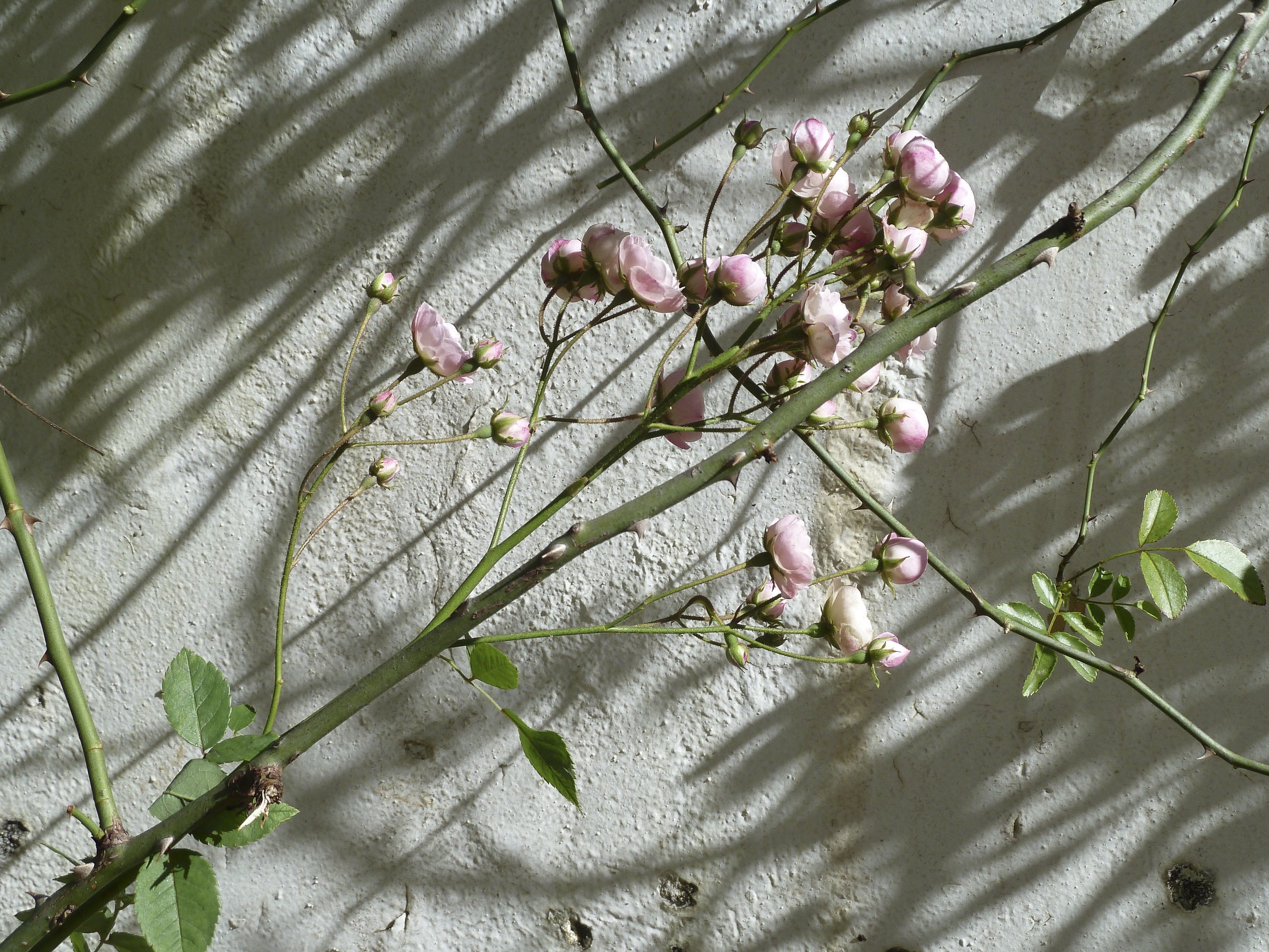 Rosebud.