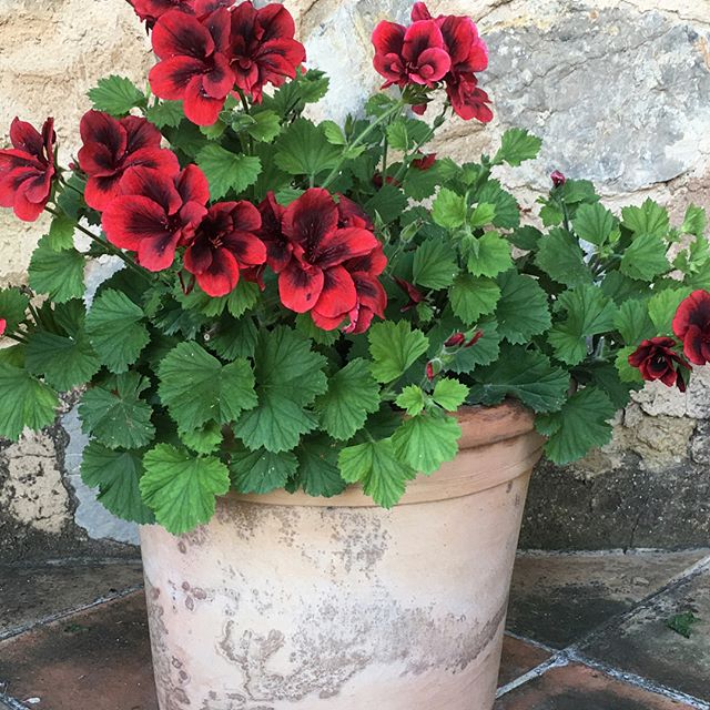Mallorca. Mysterious. Majestic.🌺
.
.
.
.
.
#nature #beauty #containergardens #geraniums #Spain #trail #water #wild #rustic #hiking #red #green #Mediterranean #ashramMallorca #magic #mystery 📷by @mee320
