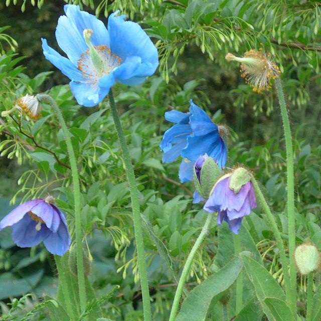 Hello Blue Poppies, the &ldquo;talk&rdquo; of the RHS Chelsea Flower Show. 💙💜
.
.
.
.
.
#RHS #ChelseaFlowerShow #poppies #meconopsis #plants #colors #colours #contrast #ihavethisthingwithcolor 
#ChelseaFlowerShow2018