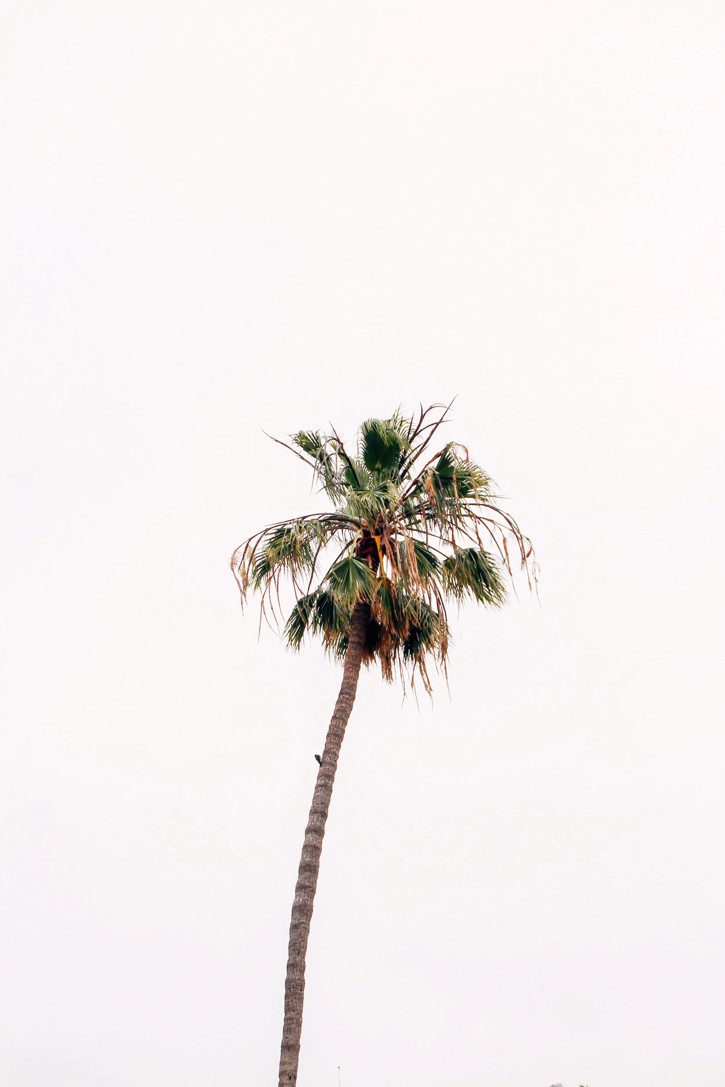 beach-coconut-coconut-tree-2441833.jpg