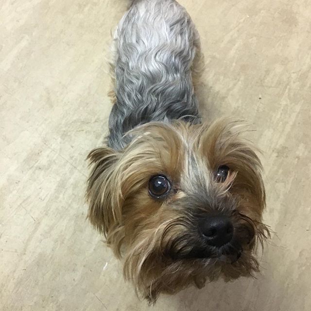 Joined in rehearsals by our new Assistant Director 🐶, making sure everyone is hard at work! #AnnieSwan #dogatworkday #rehearsals #talent