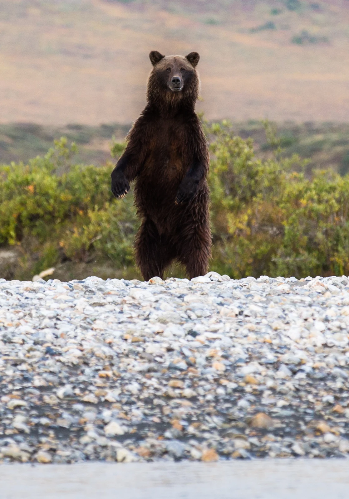 TMP_Noatak_6567.jpg