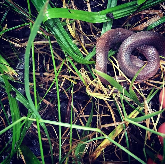Worm snake friend