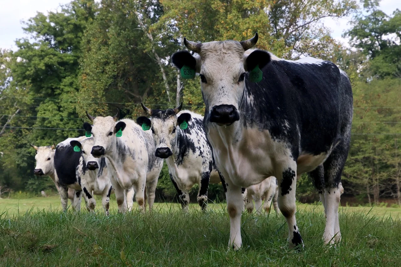 Randall Lineback Breed Association