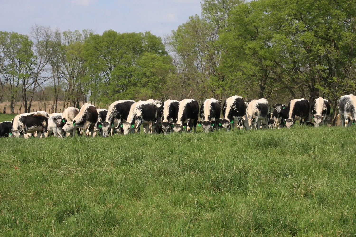 Randall Lineback Cattle A Herd Of Cattle, Brought Back From The Brink