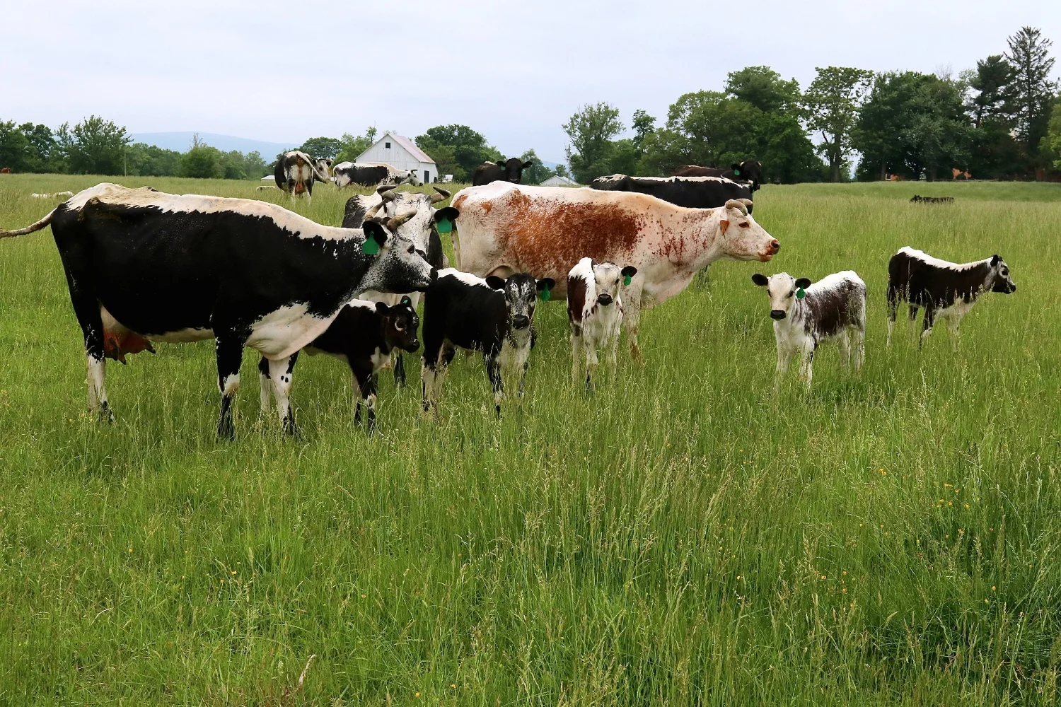 Randall Lineback Cattle A Herd Of Cattle, Brought Back From The Brink
