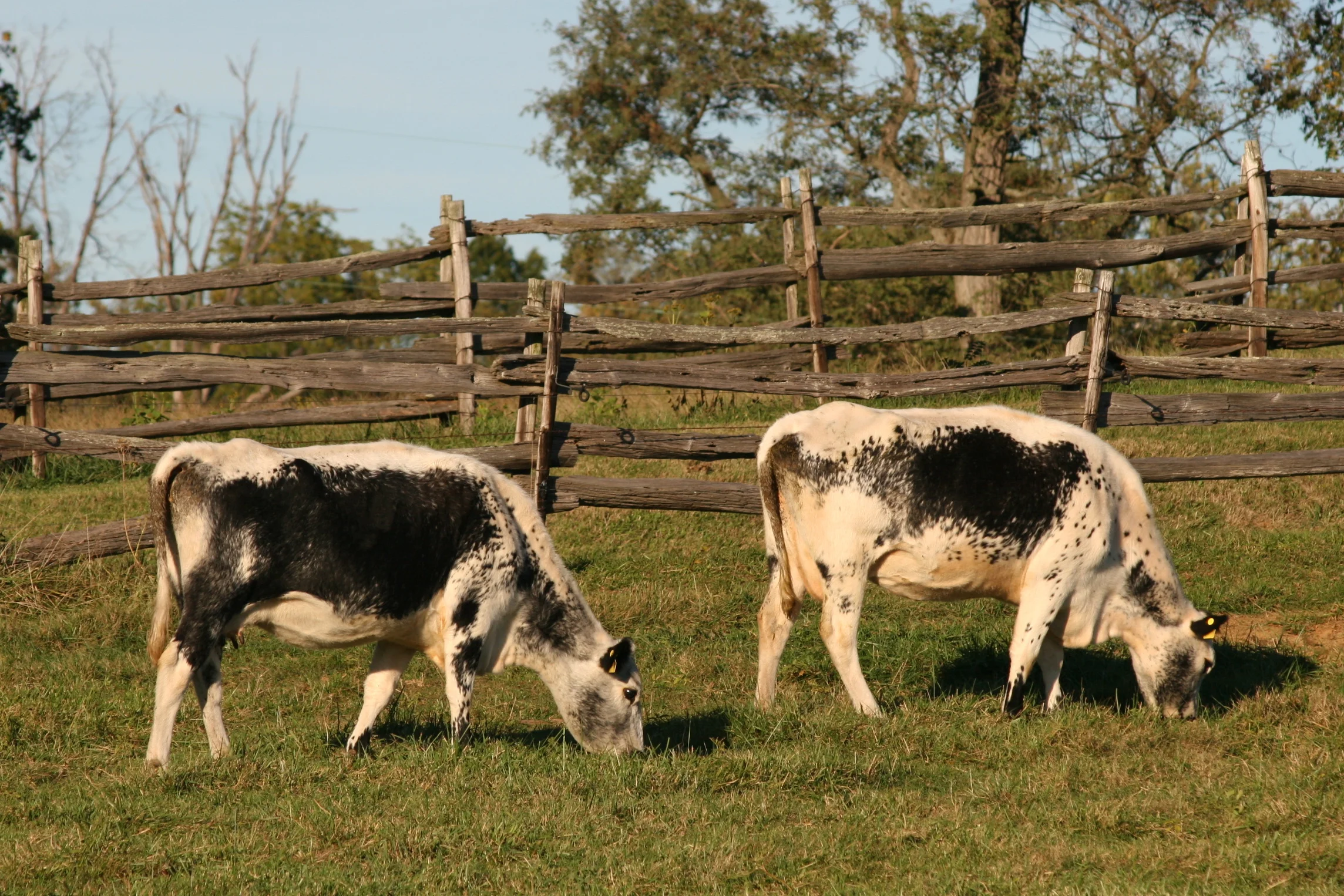 2cows.jpg