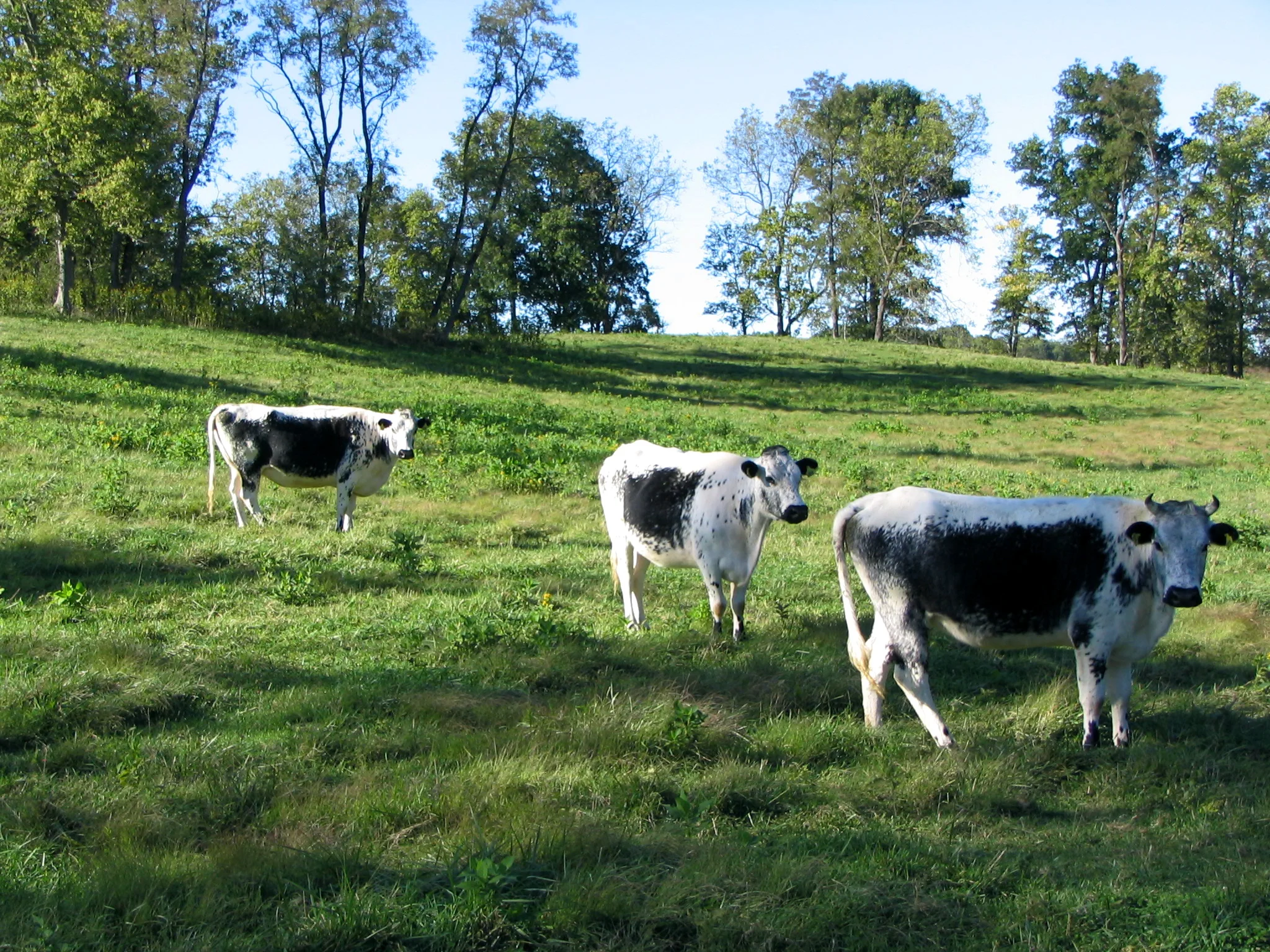 Chapel Hill Field.jpg