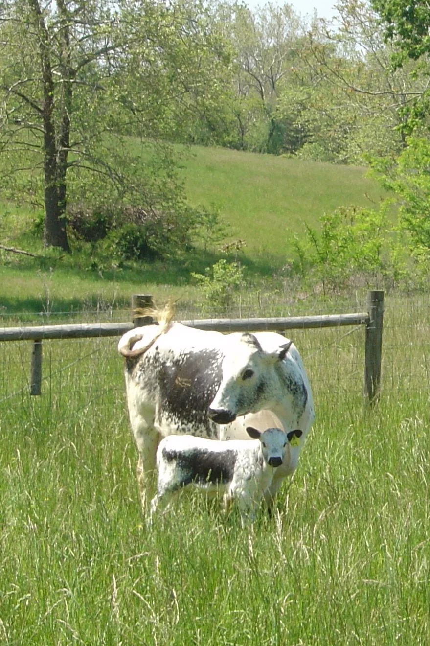 cow_calf.jpg