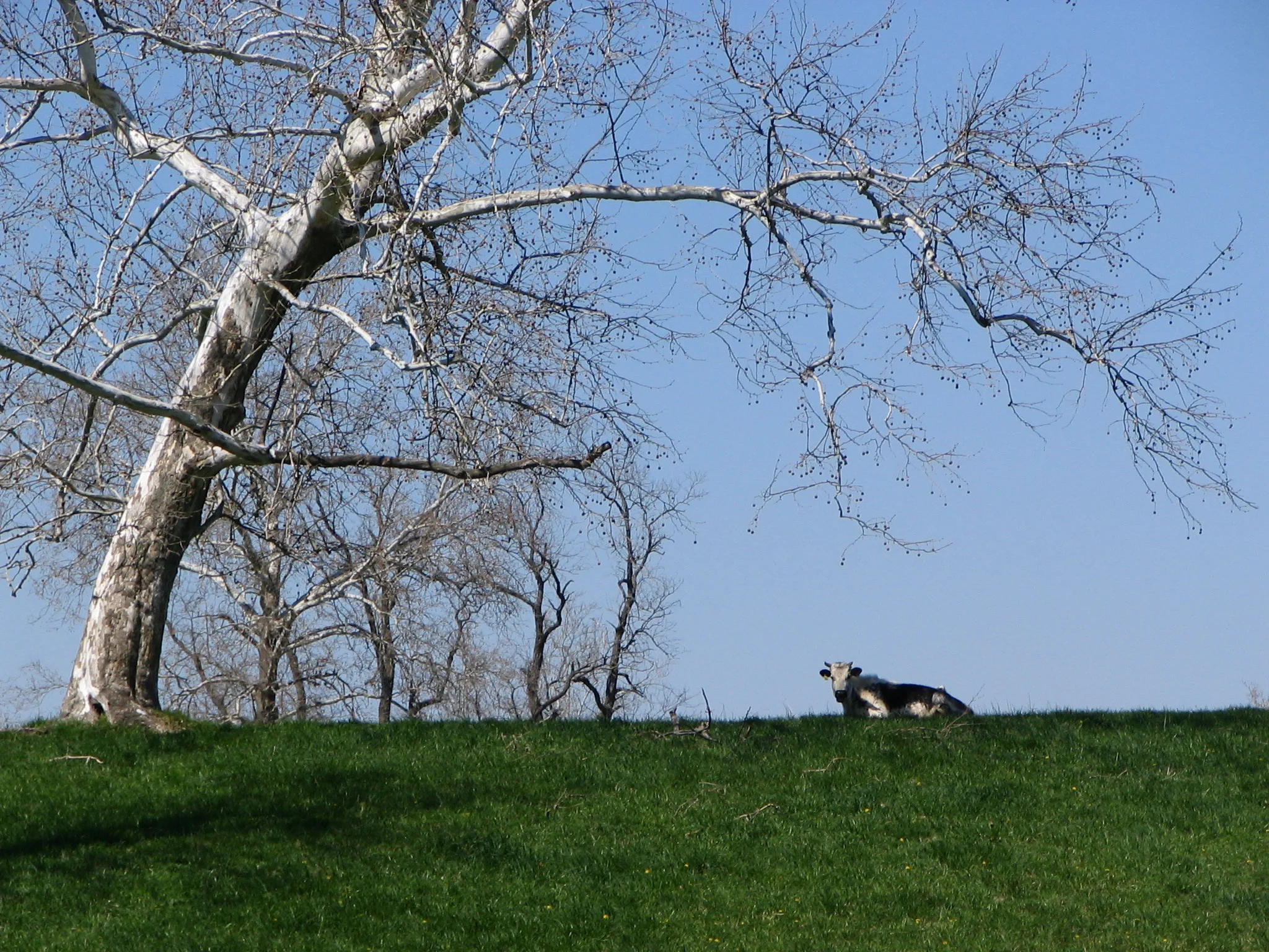 IMG_2668.jpg