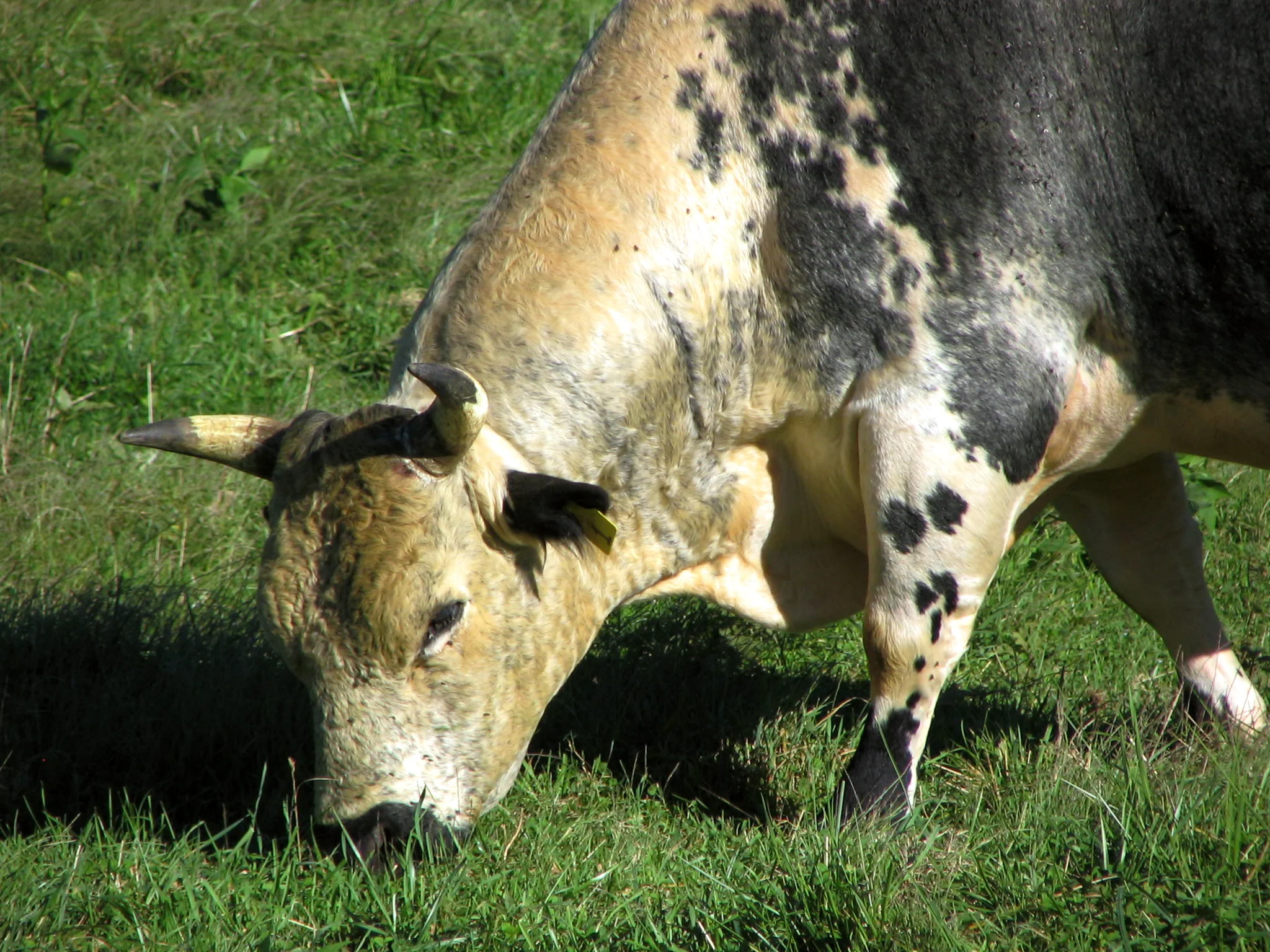 Pewter Grazing.jpg